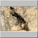 Pompilus cinereus - Wegwespe w50h mit Arctosa perita - Wolfspinne vor dem Nest - Teverener Heide.jpg